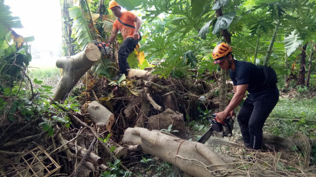 Pohon Tumbang akibat Cuaca Ekstrim di Pura Dalem Desa Adat Cemagi, Banjar Kaja Kangin, Desa Cemagi, Kecamatan Mengwi Tanggal 07 Januari 2023